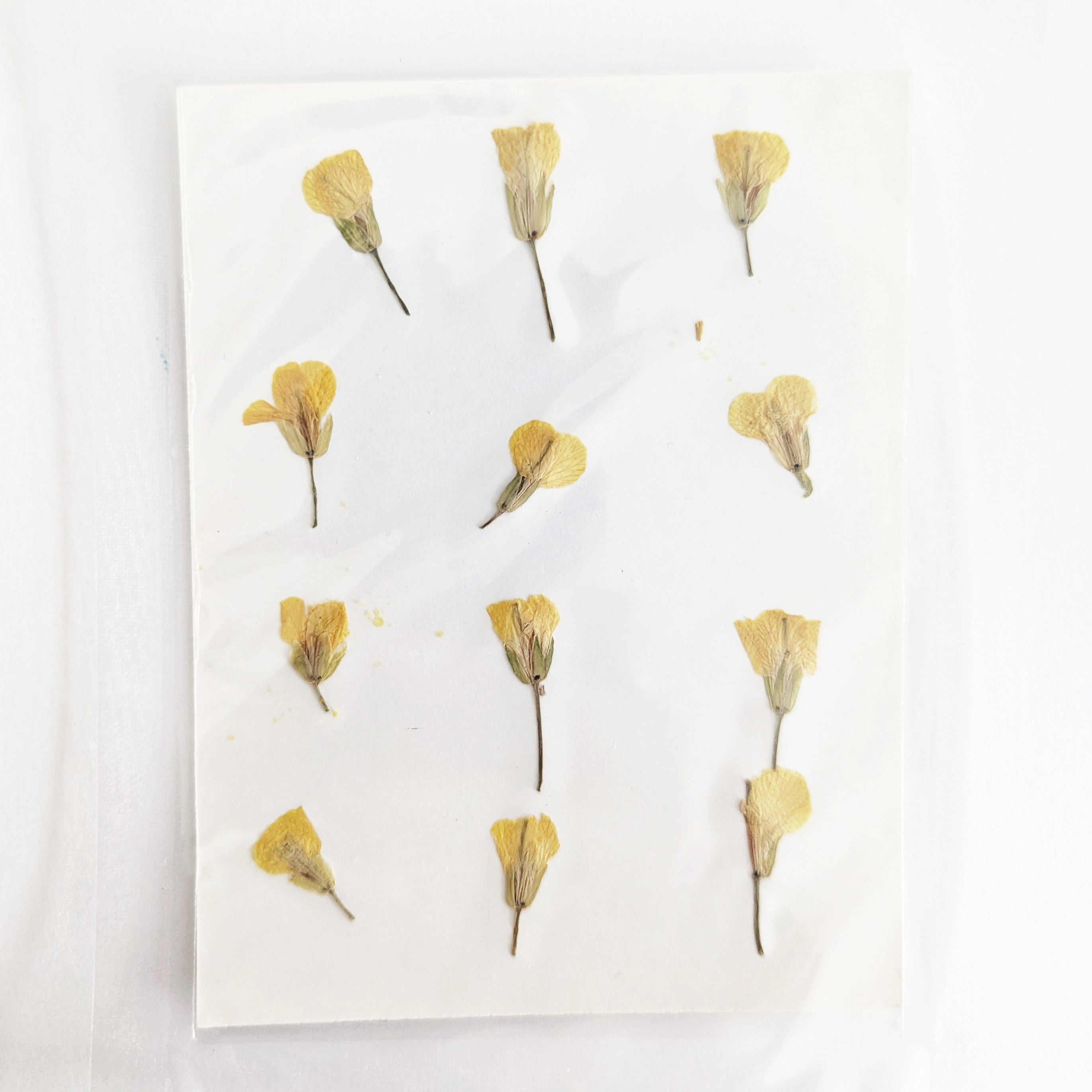 Dried Pressed Mini Yellow Flowers - 12 pcs