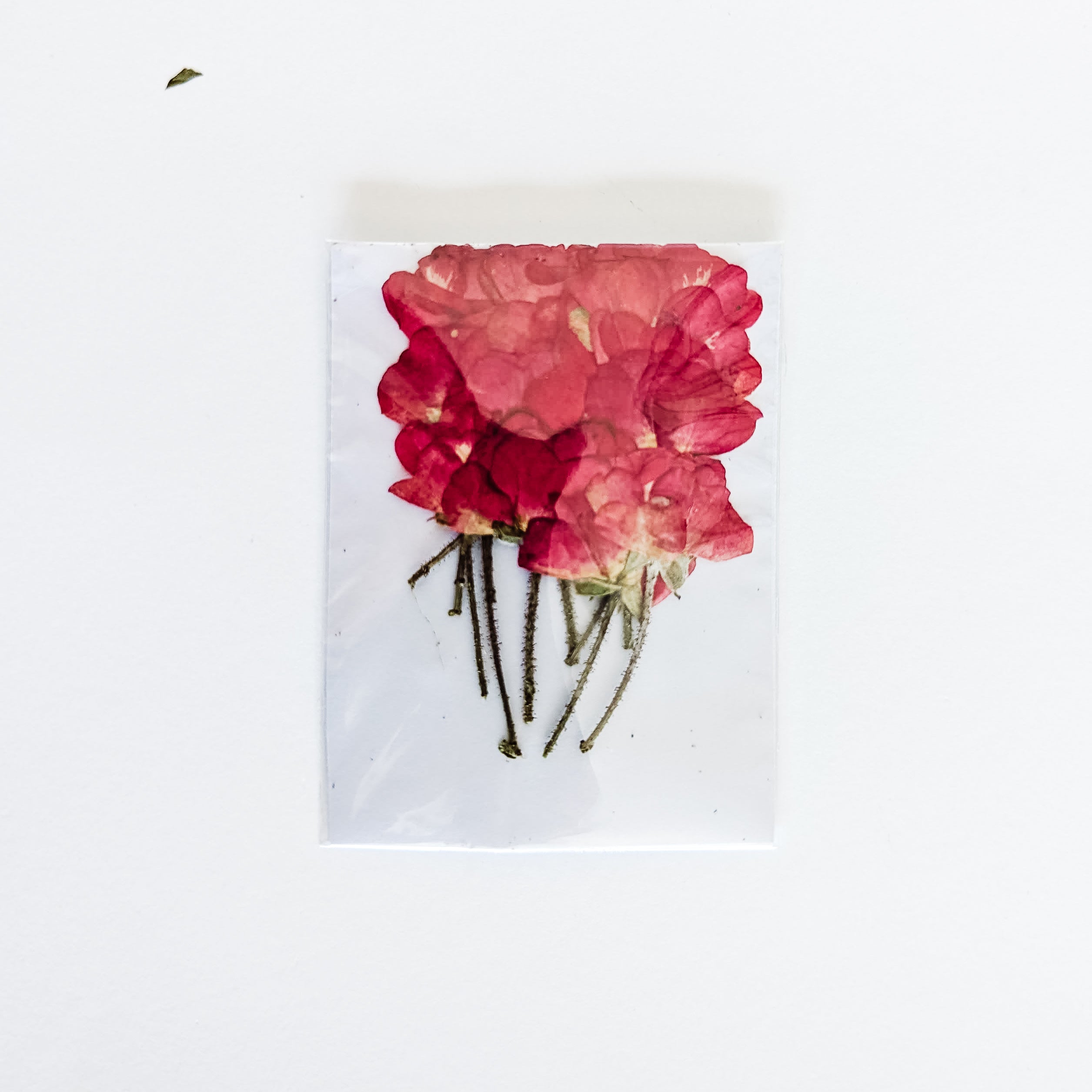 Dried Pressed Red Begonia w/Stem - 12 pcs