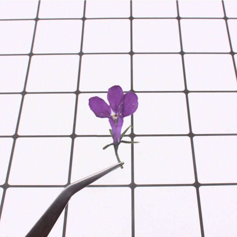 Dried Pressed Mini Purple Flowers - 12 pcs